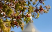 Погода в Туле 1 июня: грозовые дожди и летнее тепло