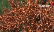 В Тульской области попало в карантин 5033 га из-за паразитических бактерий