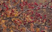 Погода в Тульской области 2 октября: сухо, ветрено и прохладно