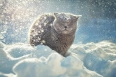 Когда туляки увидят «нетающий снег»