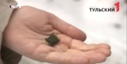 Когда будут запрещены снюсы