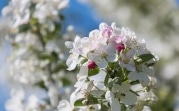 Погода в Тульской области 25 мая: сухо, облачно и тепло