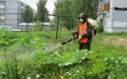 Почему в XXI веке в регионе не могут победить борщевик?