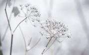 Погода в регионе 24 ноября: мокрый снег, до +3 градусов