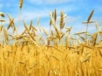 В куркинской организации нашли зараженный ячмень
