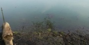 Труп мужчины достали из пруда в Новомосковске