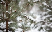 Погода в Тульской области 19 февраля: морозно и без осадков