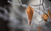 Погода в Тульской области 16 ноября: сухо, до +6, переменная облачность