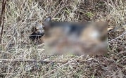 Расстрел домашних собак в Киреевском районе: полиция установила личность предполагаемого стрелка