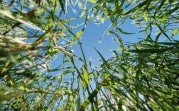 Погода 4 июля: в Тульской области до 27℃ и без осадков