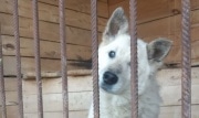 Туляков просят помочь найти слепого пса по кличке Белый