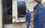 В Новомосковске собаки покусали троих детей: животных отловили в ходе рейда