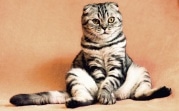 Погода в регионе 31 мая: дождь, ветер и до +16°С