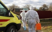 Роспотребнадзор: ученые выявили новый коронавирус у летучих мышей