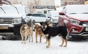 Погода в Тульской области 27 января: гололедица, снег с дождём и до +3