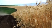 Правительство России выделило 41,5 млрд рублей на развитие сельского хозяйства