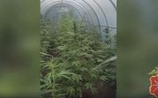 Пенсионер из Богородицка развёл на даче плантацию конопли
