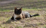 Погода в Тульской области 29 апреля: ветрено и до +13 С°