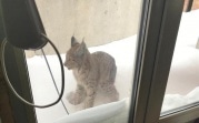В Узловой по городу разгуливала рысь