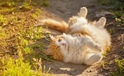 Погода в Тульской области 25 августа: до +24 градусов и переменная облачность