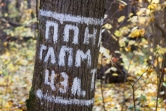 Тульские леса оказались под угрозой из-за увеличения численности пяденицы северной
