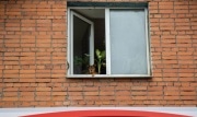 Укусы и нападения собак могут обойтись владельцам в 200 000 рублей