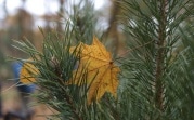 Тепло и ветрено: какая погода ждет туляков 4 ноября?