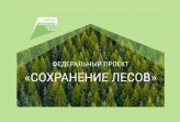 Туляков приглашают присоединиться к Всероссийской акции «Сохраним лес!»