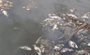 Жители Богородицка снова пожаловались на массовую гибель рыбы в городском пруду