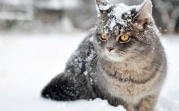 Погода в Тульской области 24 января: гололедица, мороз и северный ветер