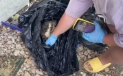 В Донском женщина складировала трупы собак на огороде