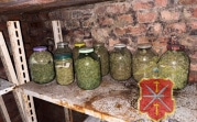 В Новомосковске двое мужчин устроили в бывшем совхозе наркоплантацию