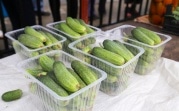«Золотые» овощи: за месяц цена на огурцы выросла до 300 рублей за килограмм