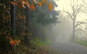 Погода в Туле 27 сентября: сухо, прохладно, местами туман