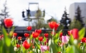Погода в Туле 23 мая: переменная облачность и до +15 градусов