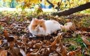 21 октября в Тульской области будет тепло
