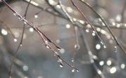 Погода в Тульской области 11 марта: дождь, ветер, до +5 градусов