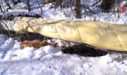 Массовое убийство собак в Новомосковске: стали известны результаты экспертизы