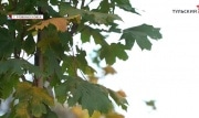 «Новомосковск, дыши»: в рамках экологической акции в городе химиков высадили аллею кленов