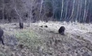 В тульских лесах начался «детский сезон»: водителей просят быть внимательными на трассах