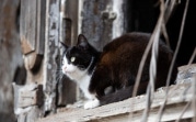 В Центральную Россию придет апрельское тепло