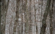 Погода в Туле 20 ноября: снег и до -7 °С