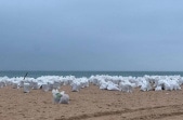 Пляжи Анапы после разлива мазута восстановят только к лету 2026 года