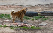 Узловская больница не смогла помочь покусанной женщине: не было вакцины от бешенства