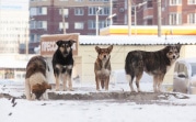 В Кимовске бродячие собаки покусали 13-летнюю девочку: администрация заплатит 15 тысяч