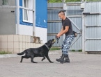 В тульском УМВД открыты вакансии полицейских-кинологов В тульском УМВД открыты вакансии полицейских-кинологов