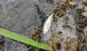 Причины массовой гибели рыбы в Любовском водохранилище выясняет Министерство природы