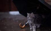 Погода в Тульской области 21 июля: переменная облачность и небольшой дождь