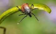 За неделю в Тульской области от укусов клещей пострадали 210 человек