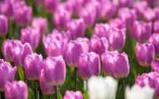 Погода в Тульской области 21 мая: облачно и до +20°C